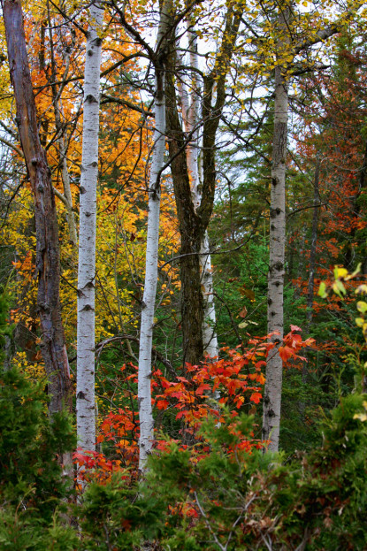 Fall Colors. Ontario, Canada